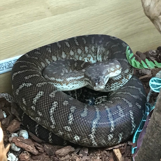 Male Bredli's Python Other Carpet Python by The Jungle Reptiles