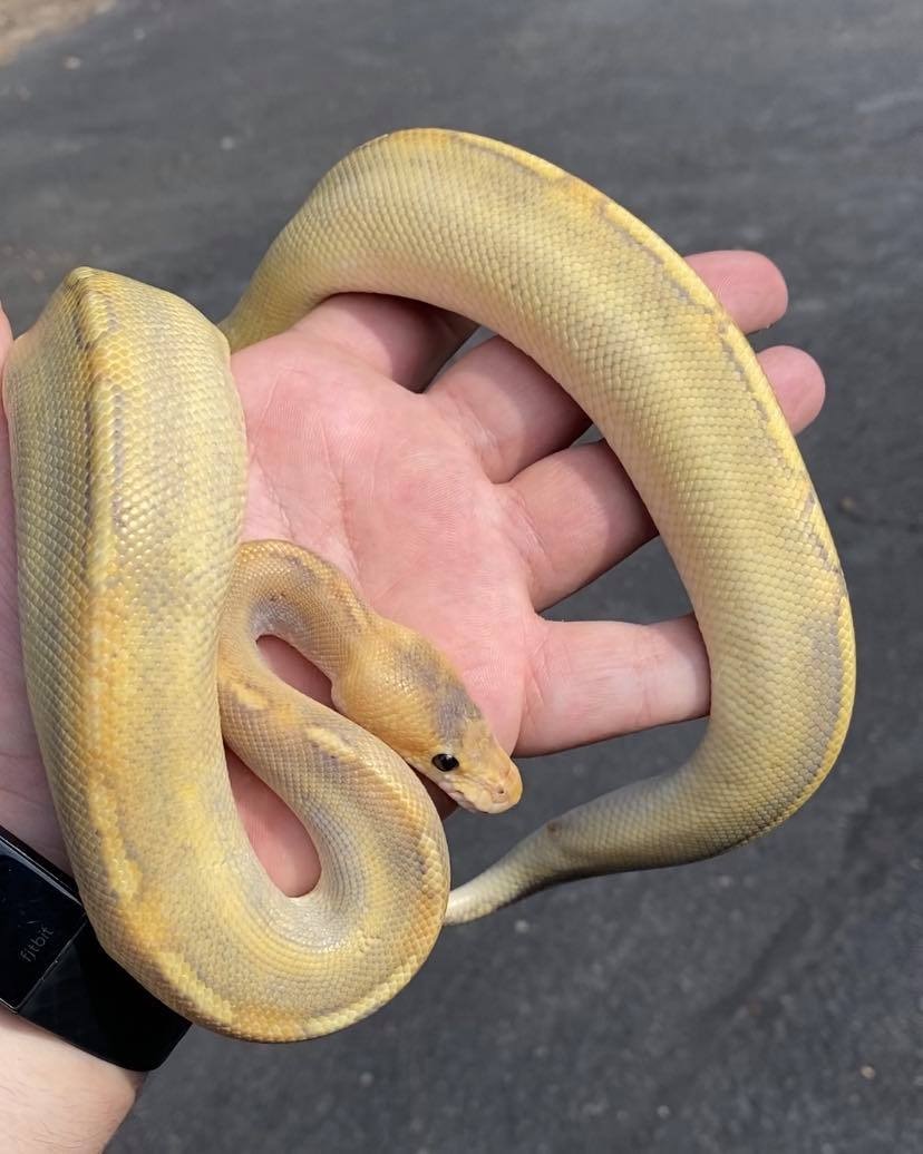 SALE Mimosa Ball Python by Jungle Bob's Reptile World MorphMarket