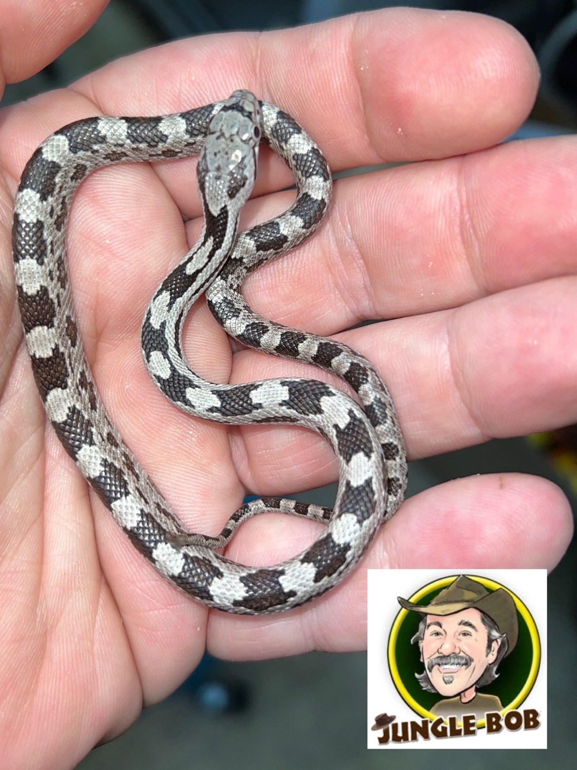 White Oak Grey Rat Gray Rat Snake by Jungle Bob's Reptile World