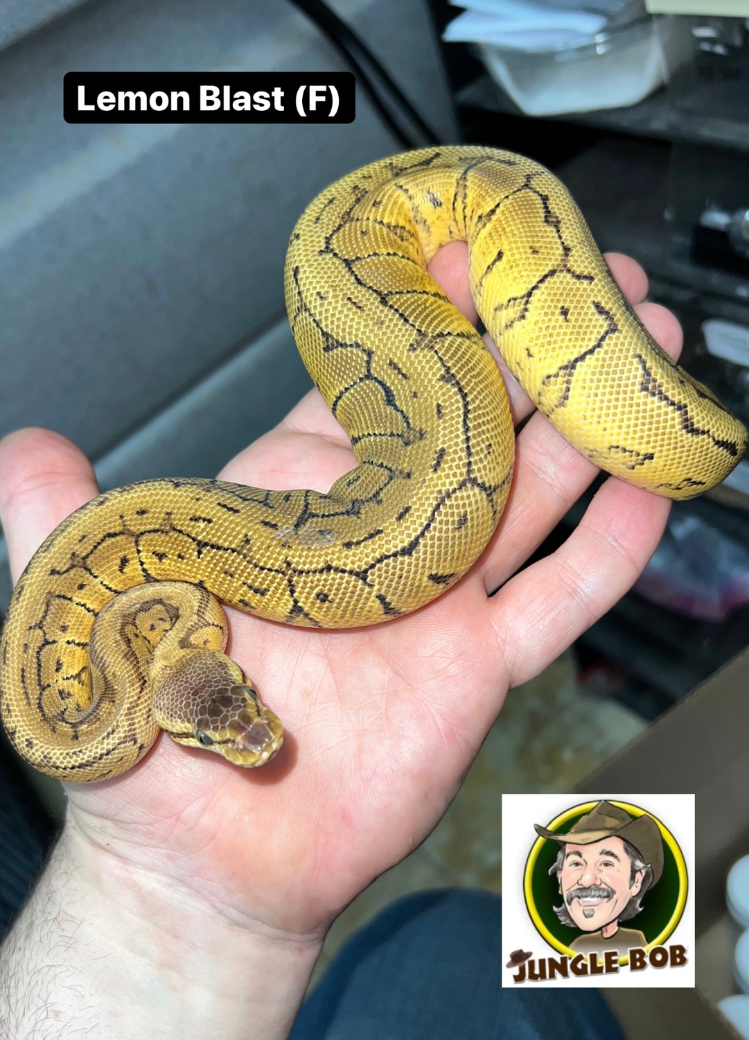 Lemon Blast Ball Python by Jungle Bob's Reptile World - MorphMarket