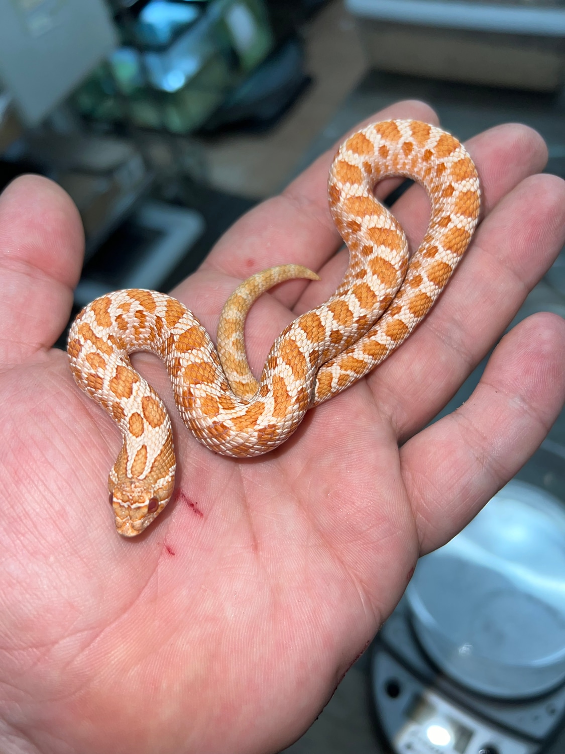 Albino Western Hognose by Jungle Bob's Reptile World MorphMarket