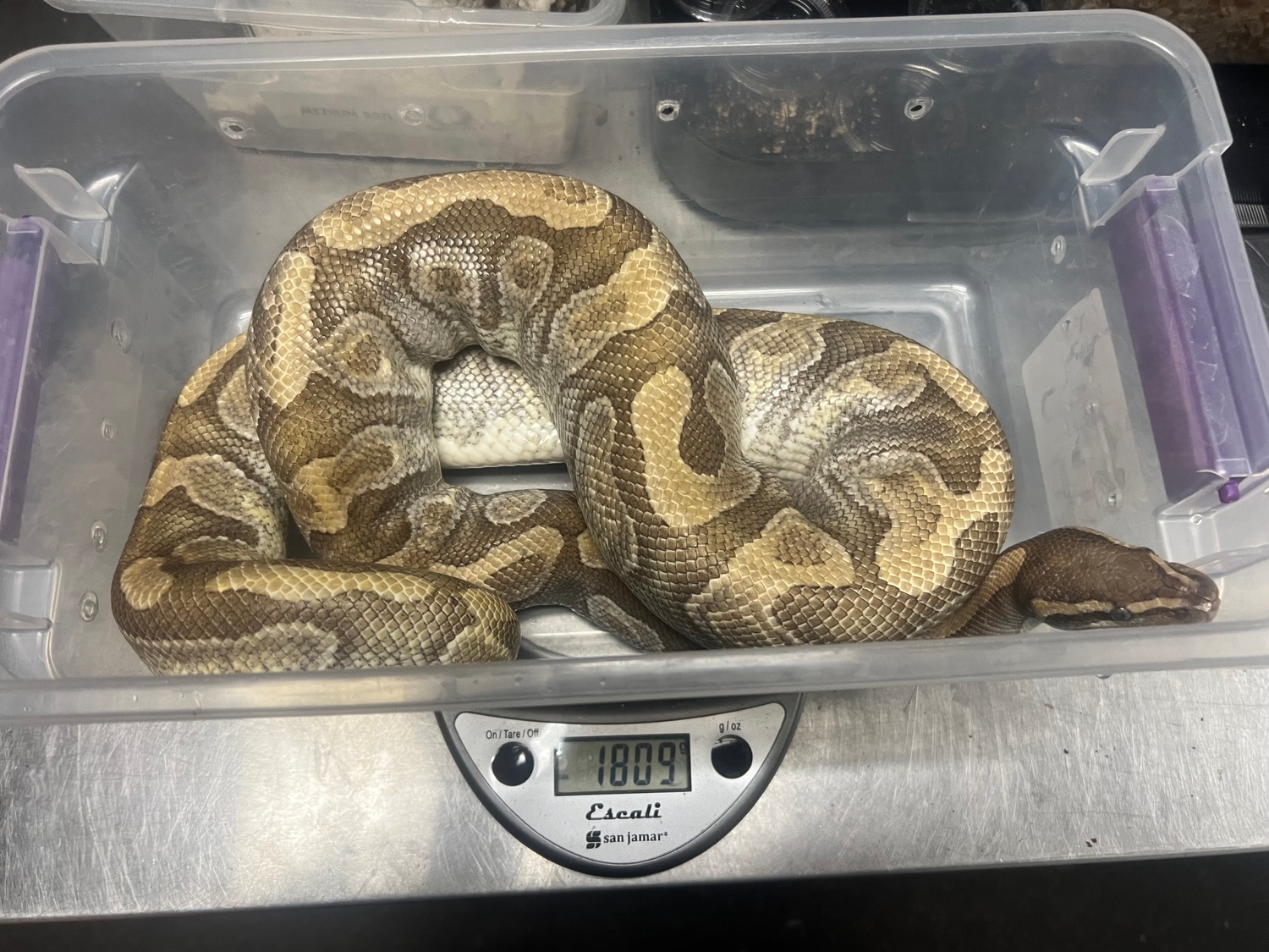 Ball Python by Jungle Bob's Reptile World - MorphMarket