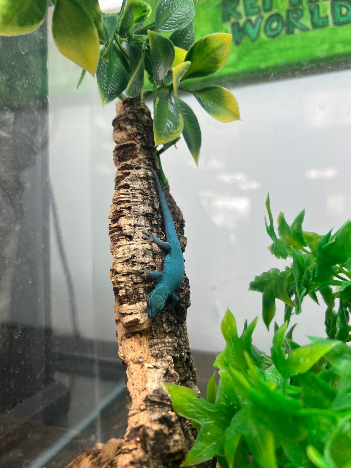 Electric Blue Day Gecko by Jungle Bob's Reptile World MorphMarket