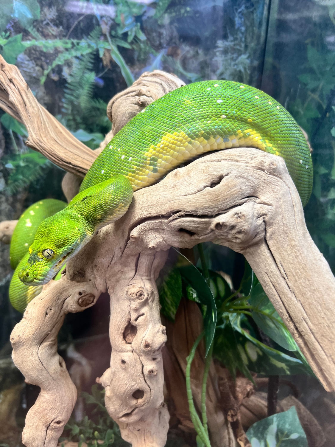 *IMPERFECT* Biak Green Tree Python by Jungle Bob's Reptile World ...