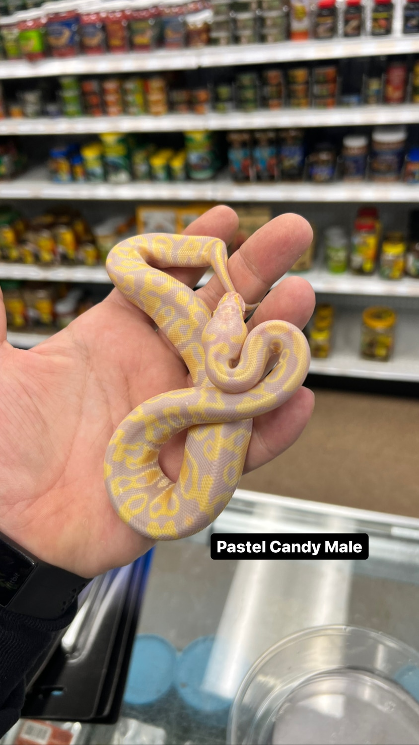 Pastel Candy Ball Python by Jungle Bob's Reptile World MorphMarket