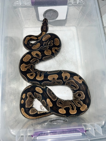 Classic Ball Python by Jungle Bob's Reptile World