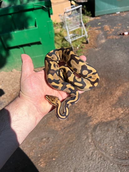 Leopard Fire HET Clown Ball Python by Jungle Bob's Reptile World