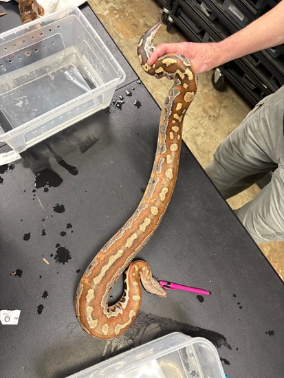 Red Blood (Python Brongersmai) Blood Python by Jungle Bob's Reptile World