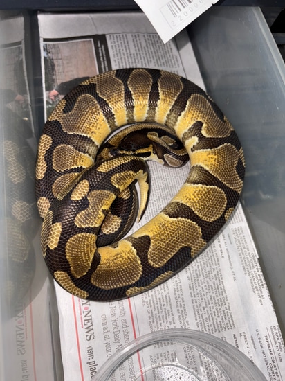 Yellow Belly Ball Python by Jungle Bob's Reptile World