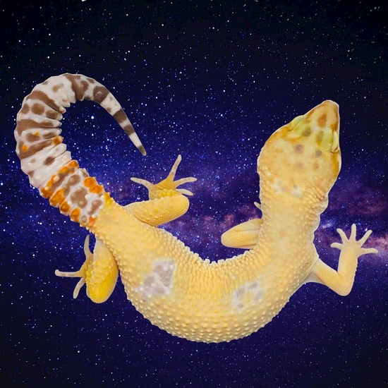 Sunglow - TSF Leopard Gecko by Moonbeam Geckos