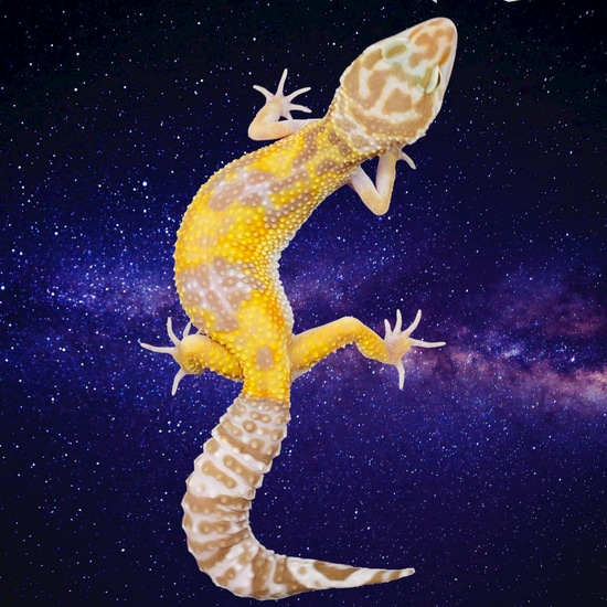 Sunglow - TSF Leopard Gecko by Moonbeam Geckos