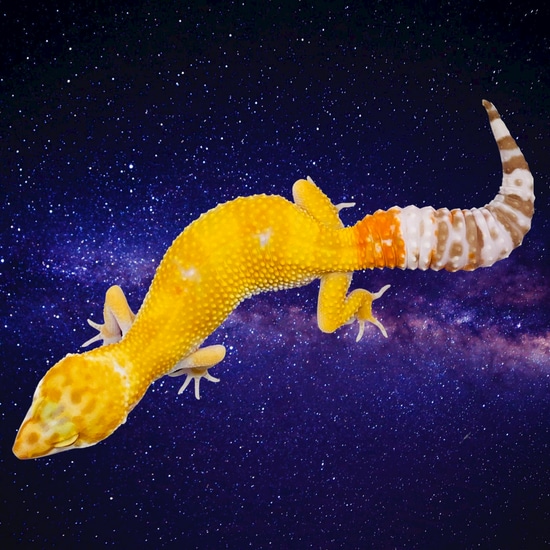 Sunglow - TSF Leopard Gecko by Moonbeam Geckos