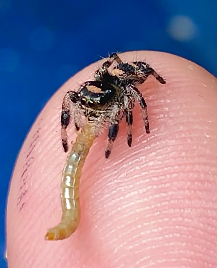 “Dark Phase” Regal Jumping Spider Sling CB True Spider by Jurassic