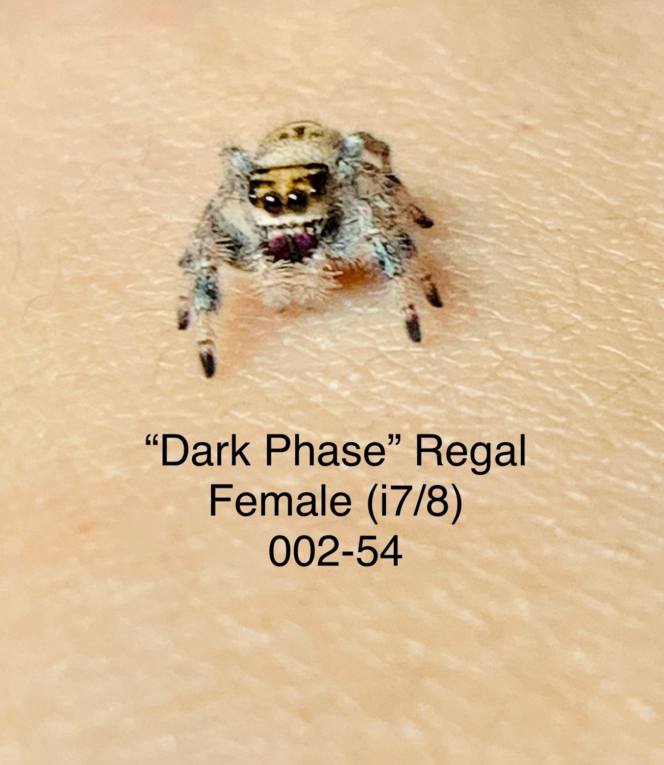 Dark Phase Regal Jumping Spider (Female) True Spider by Jurassic