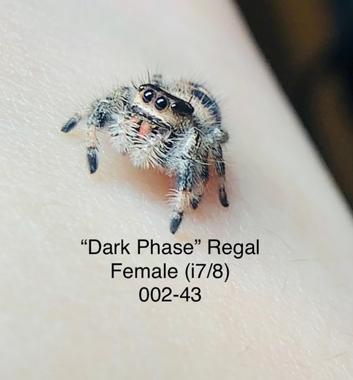 Dark Phase Regal Jumping Spider by Jurassic Reptile Supply