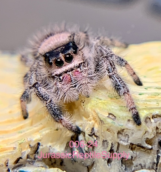 Light Phase" Regal Jumping Spider F I8 by Jurassic Reptile Supply