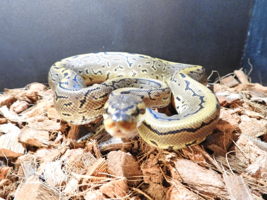 Crazy Pattern Ball Python by Paradox Reptiles and Exotics