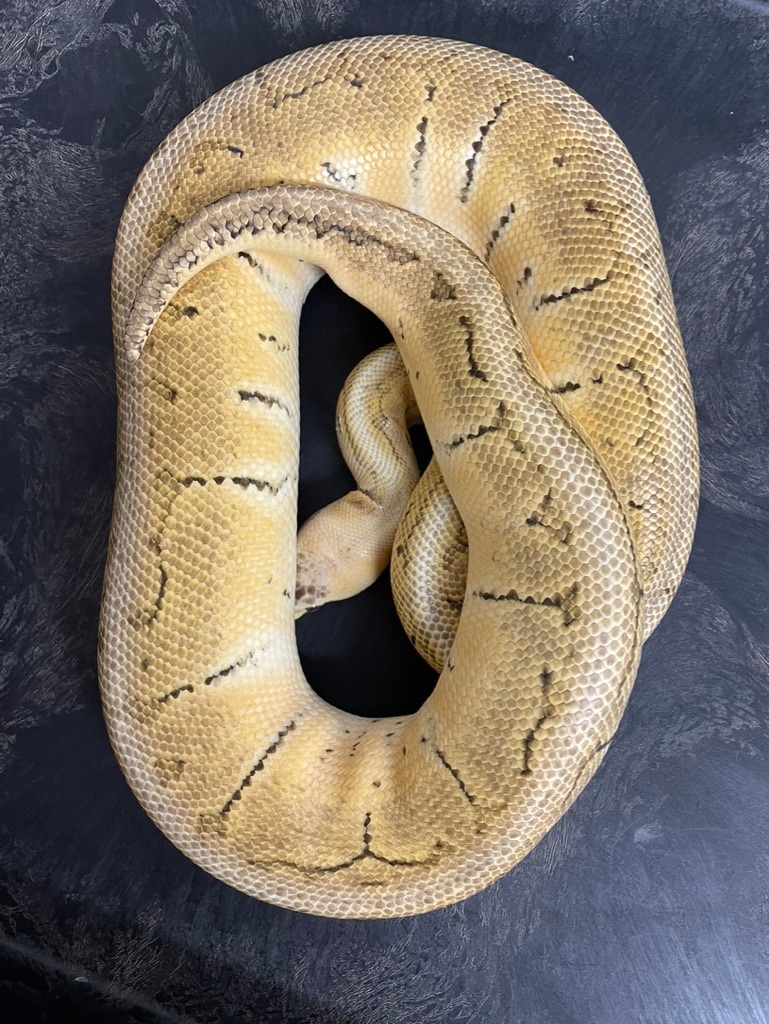 Super Pastel Pinstripe Ball Python by Just Snakes - MorphMarket