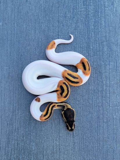 Orangedream Piebald Het Hypo Ball Python by Armless Angels LLC