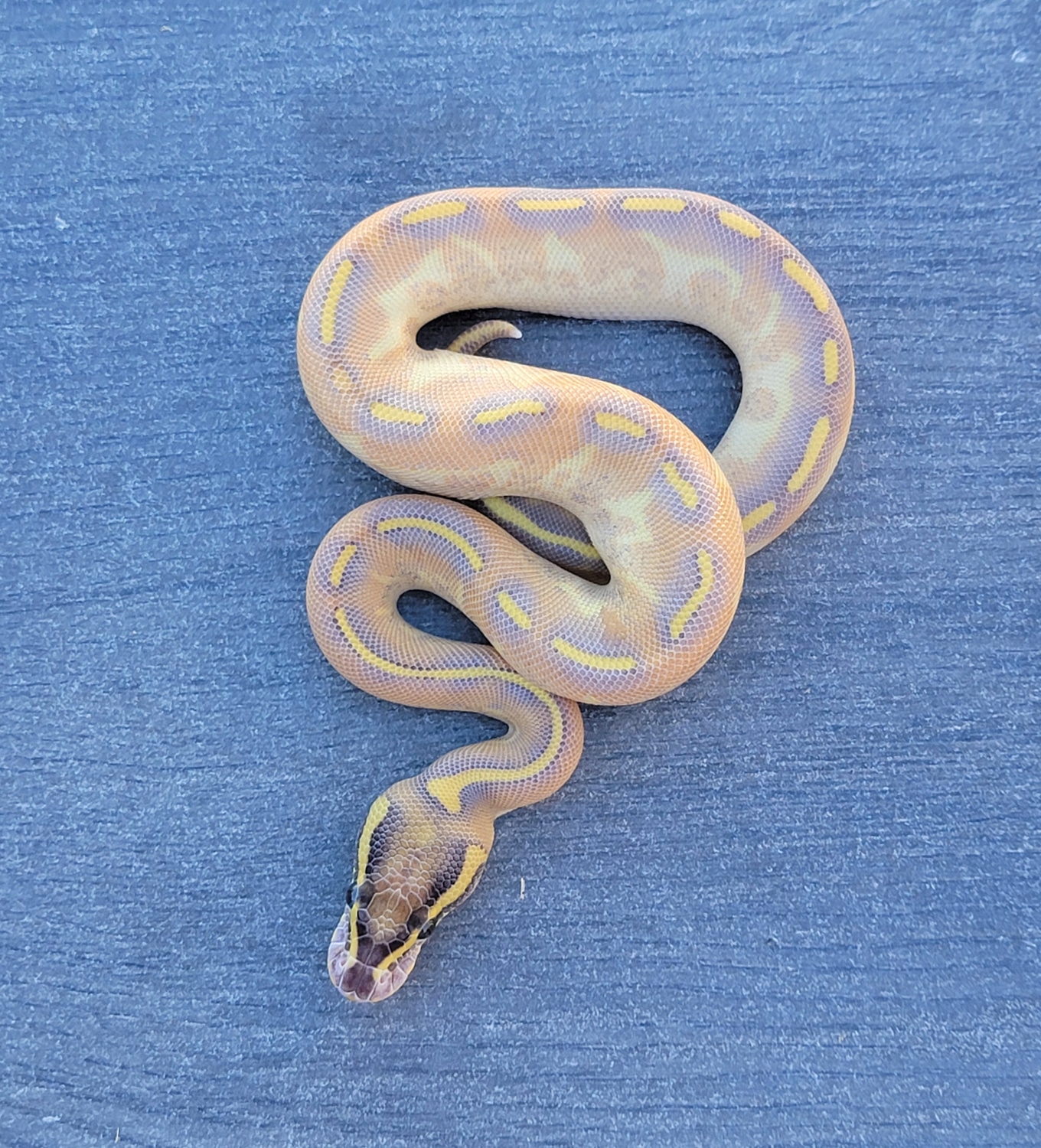 Enchi Highway Ball Python by Armless Angels LLC - MorphMarket