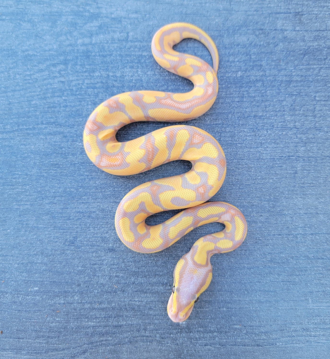 Banana Gravel/Yellowbelly Ball Python by Armless Angels LLC MorphMarket
