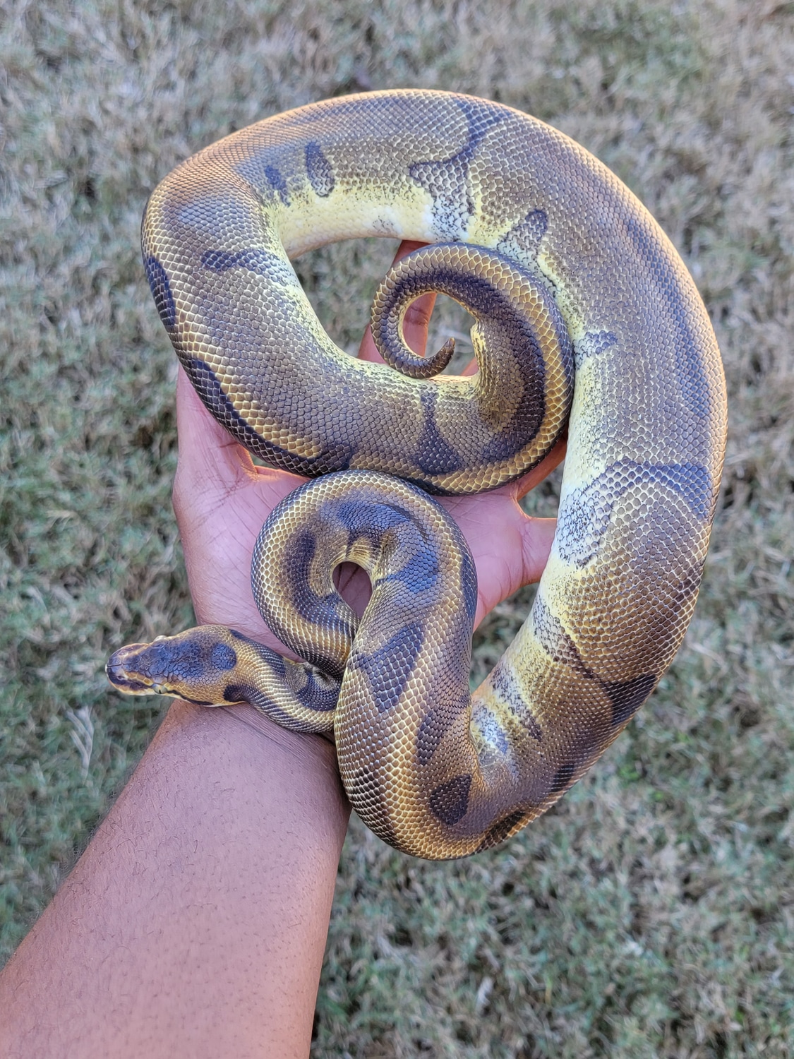 Leopard Super Enchi Yb/Gravel Ball Python by Armless Angels LLC ...