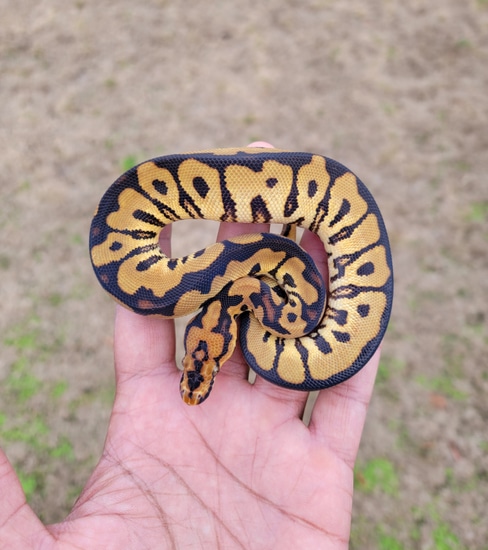 Spotnose Clown Ball Python by Armless Angels LLC
