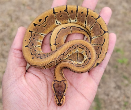 Orangedream Yellowbelly Leopard Blade Clown Ball Python by Armless ...