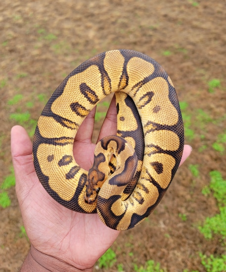 Orangedream (Pos SOD) Yb/Gravel Clown Ball Python by Armless Angels LLC