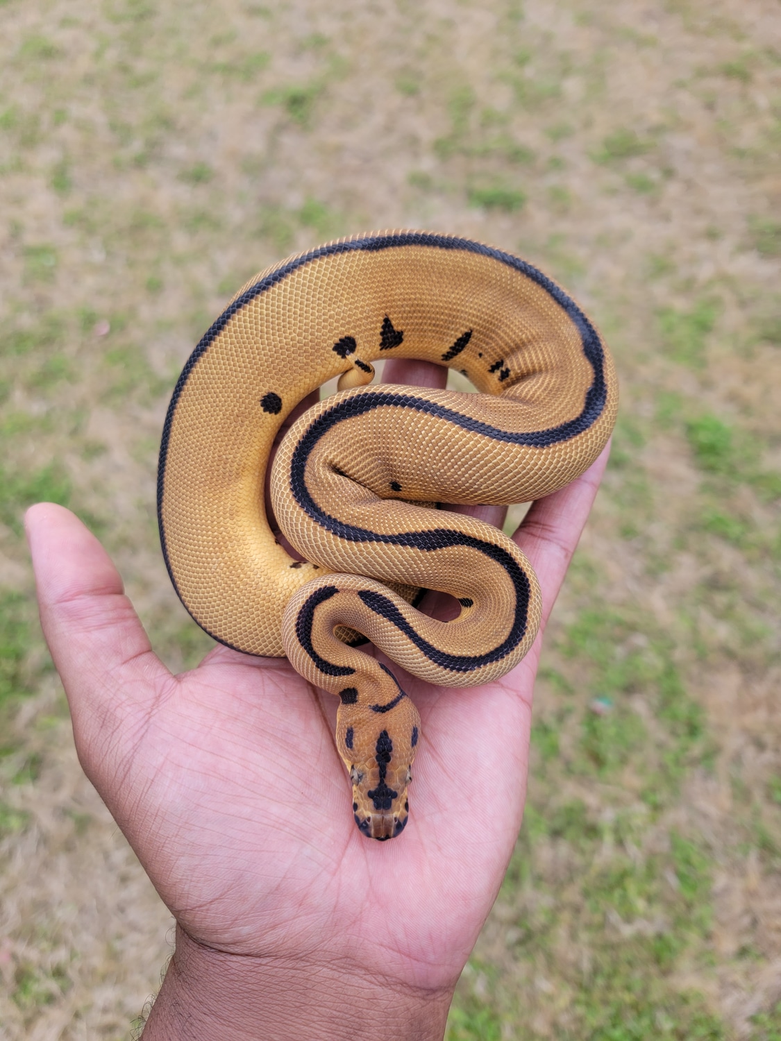 Orangedream Yellowbelly Leopard Blade Clown Ball Python by Armless ...