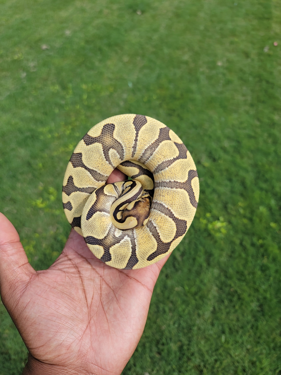 Enchi Desert Ghost Het Pied Pos OD Ball Python by Armless Angels LLC ...