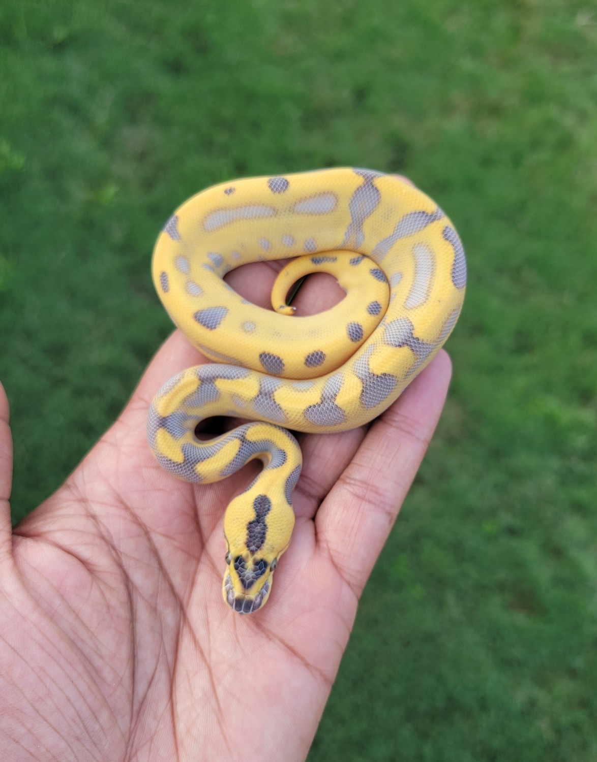 Leopard Super Enchi Highway Ball Python by Armless Angels LLC - MorphMarket