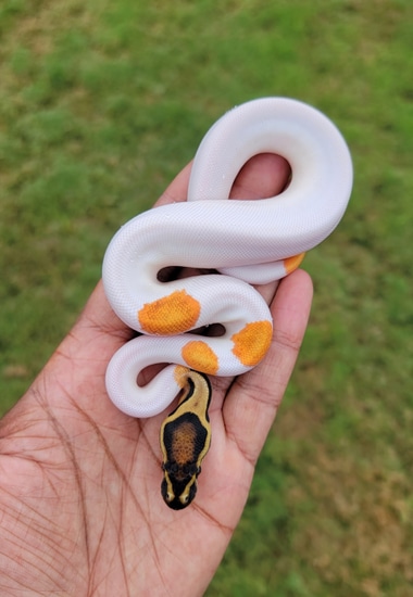Super Orangedream Pied Het Hypo Ball Python by Armless Angels LLC