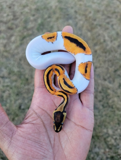 Orangedream Yellowbelly Pied Het Hypo Ball Python by Armless Angels LLC