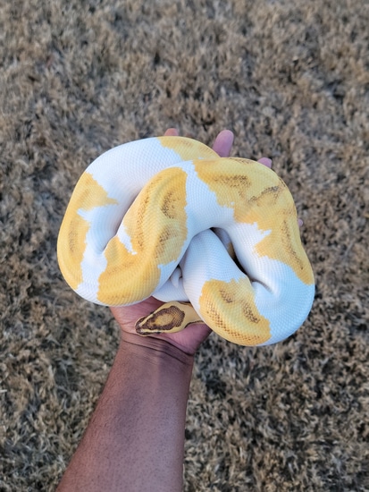 Orangedream Enchi Yellowbelly Genex Pied Ball Python by Armless Angels LLC
