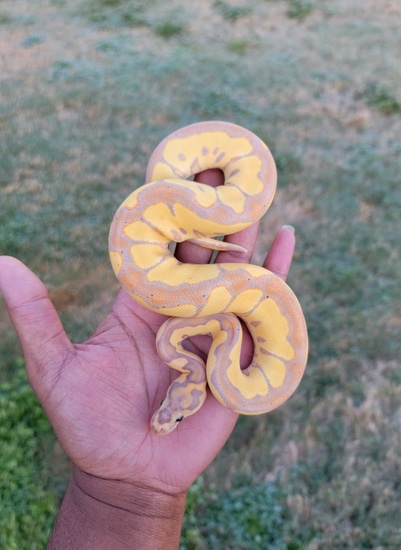 Banana Blade Clown Ball Python by Armless Angels LLC