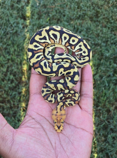 Cypress Spotnose Fire Clown Ball Python by Armless Angels LLC