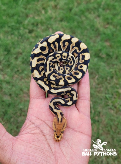 Cypress Spotnose Crypton Ball Python by Armless Angels LLC