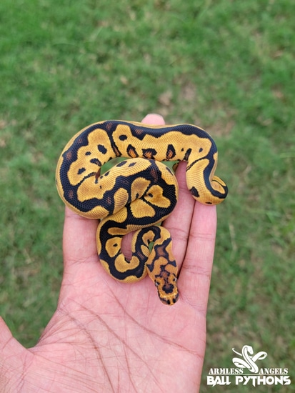 Orangedream Yellowbelly Clown Ball Python by Armless Angels LLC