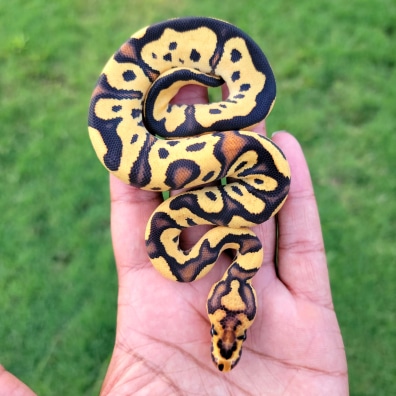 洋楽 Anonymous snake attack 7\"US Hand colored 🐍 Poisonous amazon snake・ STL File for 3D printing・Cults