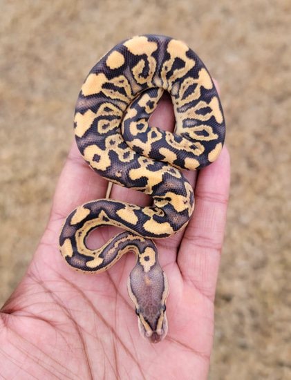Black Pastel Fire Crypton Het Desertghost Ball Python by Armless Angels LLC
