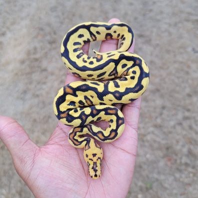 洋楽 Anonymous snake attack 7\"US Hand colored Anonymous snake attack 7