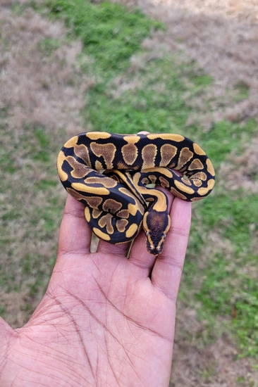 Enchi Yellowbelly Het Clown Ball Python by Armless Angels LLC