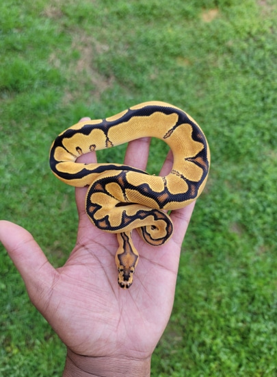 Super Orangedream Enchi (Yellowbelly) Clown Ball Python by Armless ...