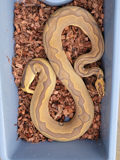 Leopard Enchi Clown Ball Python by Armless Angels LLC