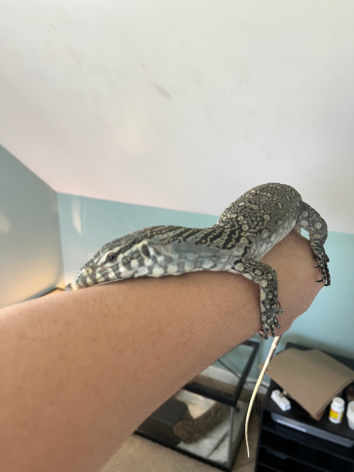 (Read Description!) Nile Monitor by Dragon Zone MorphMarket