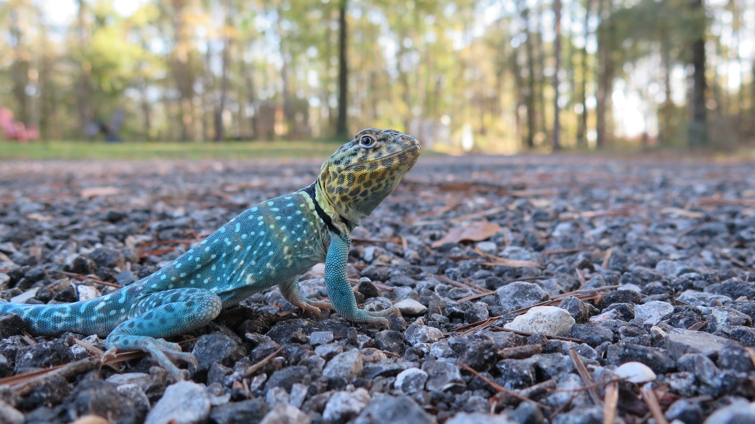Blazing Blue Collared Lizard by Justin Meeker MorphMarket