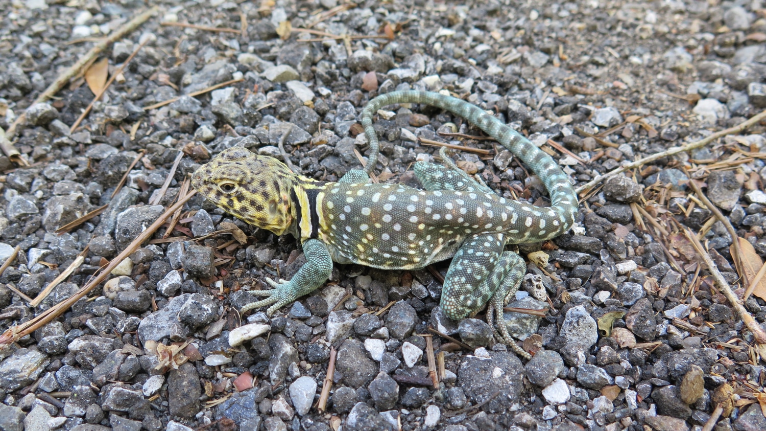 Blazing Blue Collared Lizard by Justin Meeker MorphMarket