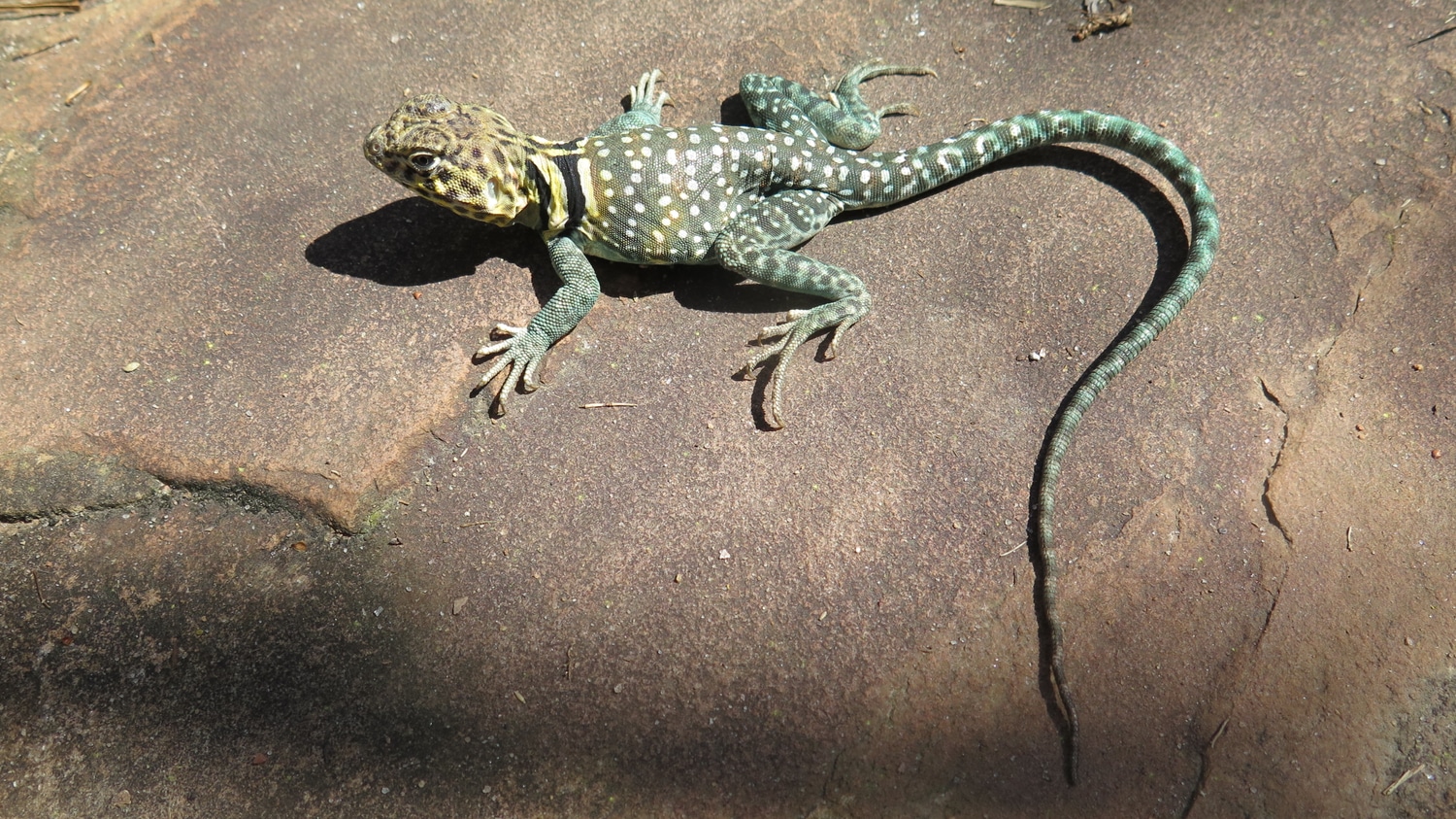 Blazing Blue Collared Lizard Other Lizard by Justin Meeker MorphMarket