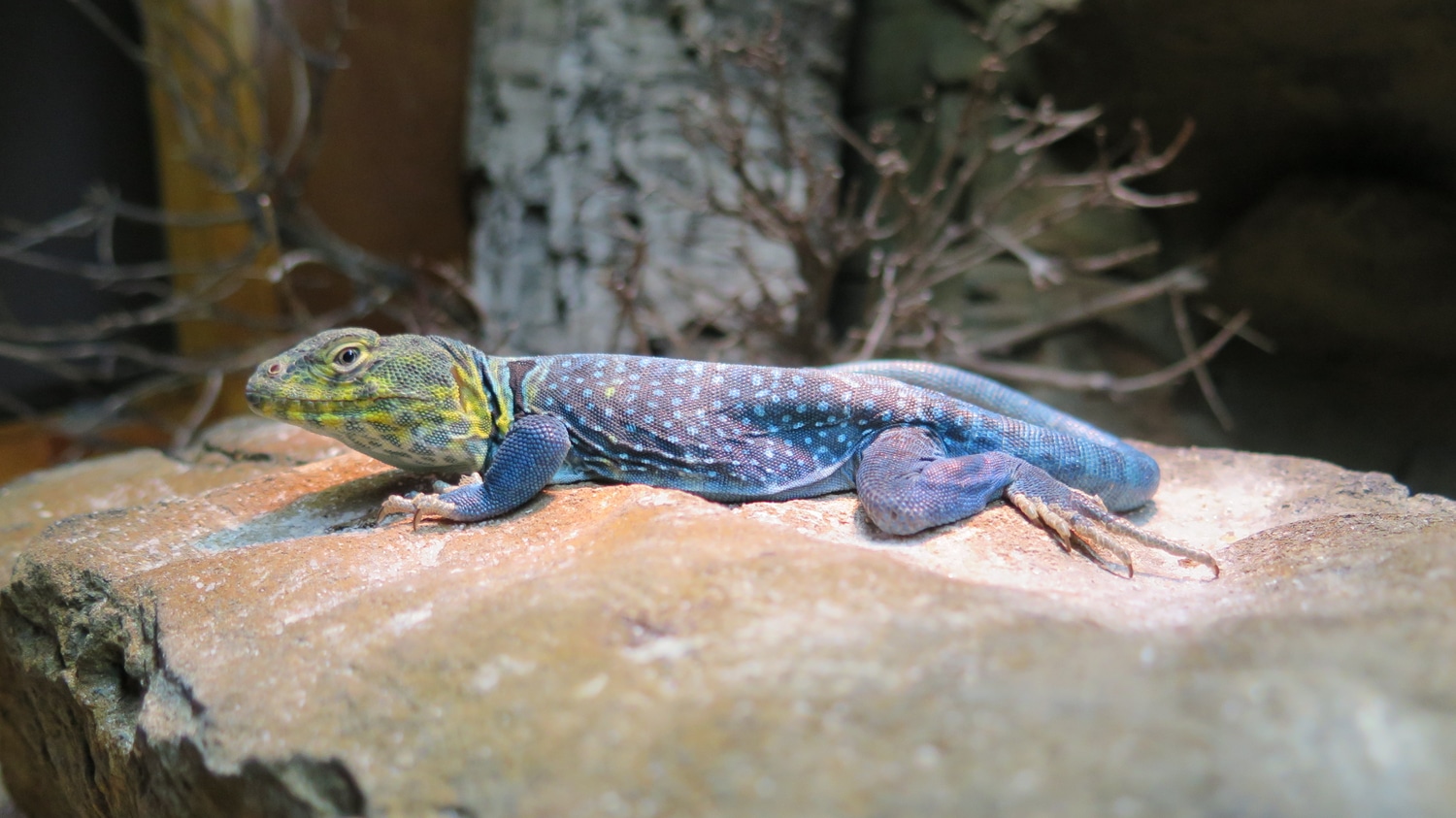 Blazing Blue Collared Lizard Other Lizard by Justin Meeker MorphMarket
